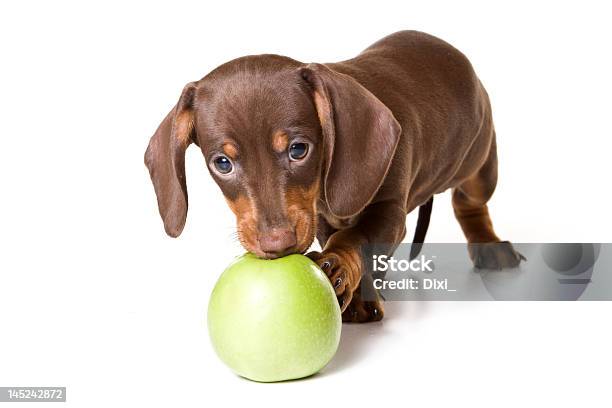 닥스훈트 흰색 배경의 개에 대한 스톡 사진 및 기타 이미지 - 개, 사과, 먹기