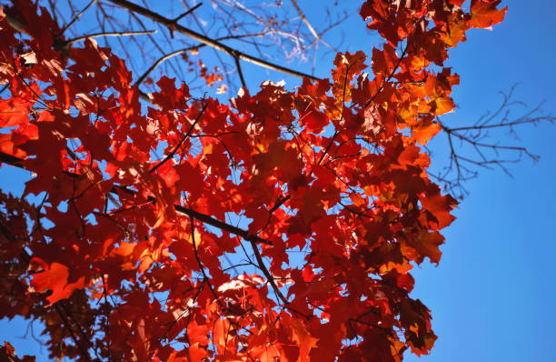 Red Leaves and a Blue Sky stock photo