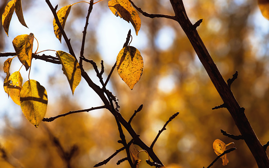A close-up of yellow autumn leaves during a fall afternoon in Toronto, Ontario, Canada.