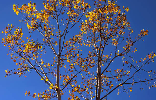 Yellow Leaves Lit Up by Sunlight against a Blue Sky stock photo