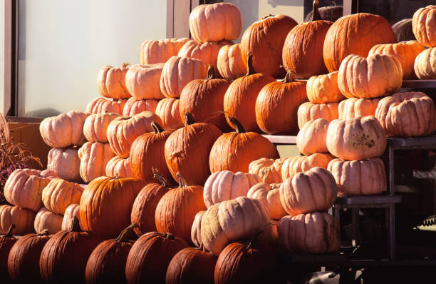 A Group of Pumpkins in Sunlight stock photo
