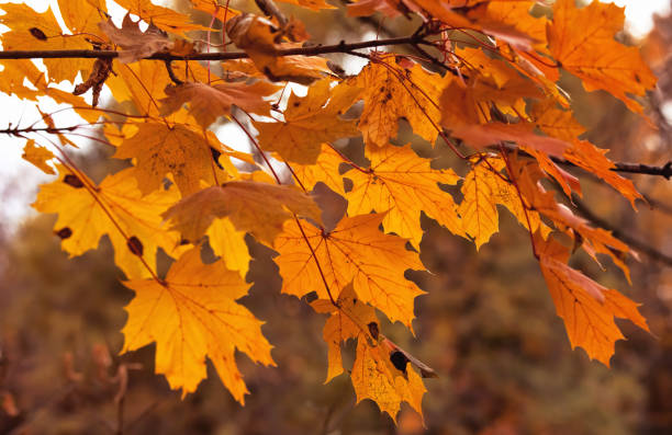 A Close-Up of Orange Autumn Leaves stock photo
