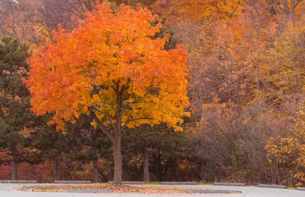 A Tree and Orange Autumn Foliage stock photo