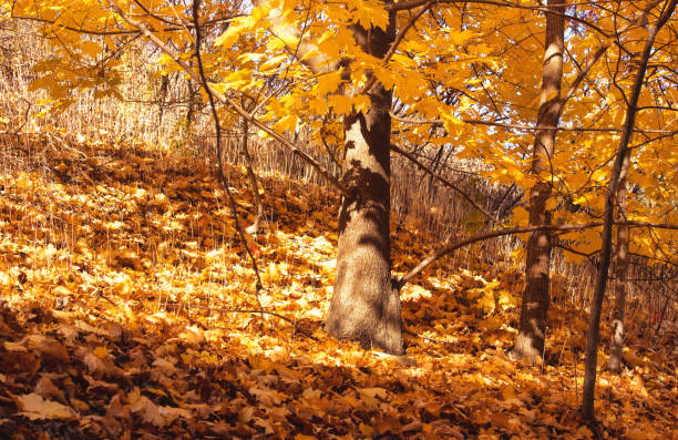 A Tree and Orange Autumn Foliage stock photo