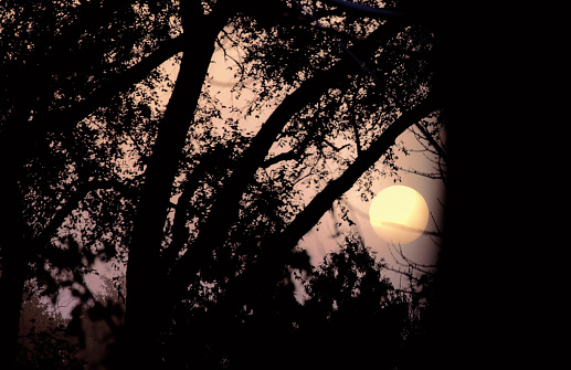 Foggy conditions on an autumn evening in Toronto, Ontario, Canada contributed to this hazy sunset through the trees. The sun’s outline was in clear view.