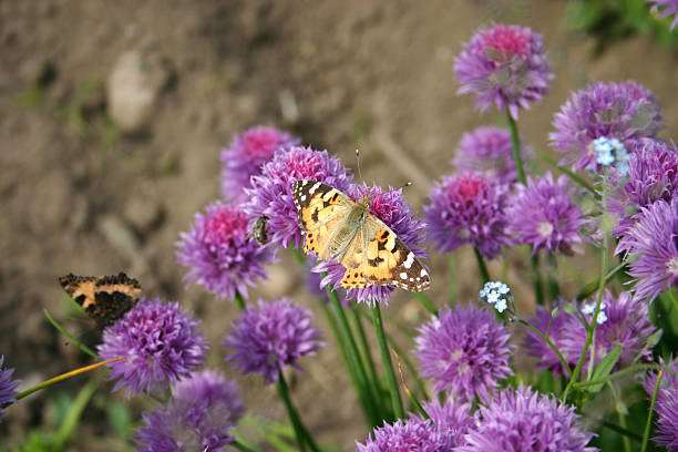 istock Butterfly sitting on purple flowers 145242975