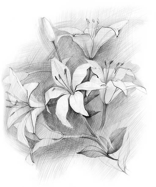 ramo de lírio - pencil drawing imagens e fotografias de stock