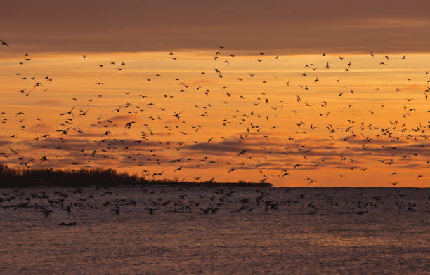 A Large Group of Birds Flying Above a Lake during Sunset stock photo