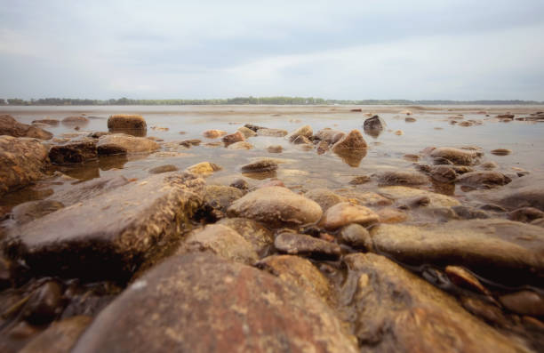 there  are many algae on the stones on the sandy beach
