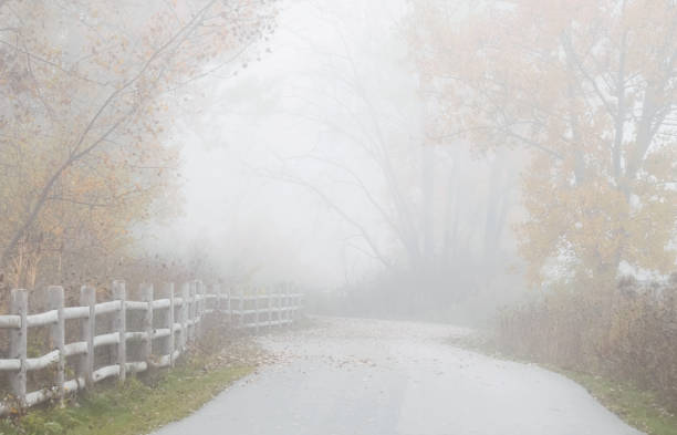 A Pathway Surrounded by Trees on a Foggy Day stock photo