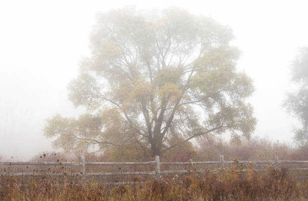 A Large Tree on a Foggy Day stock photo