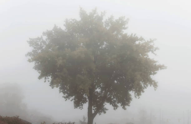 A Round Shaped Tree on a Foggy Day stock photo
