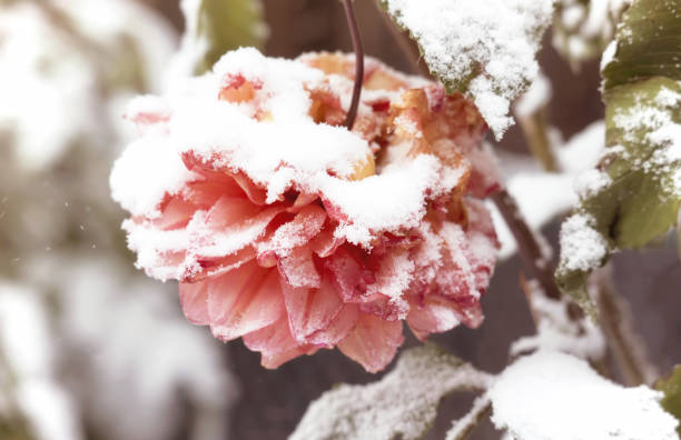 A snow covered flower in a garden after snowfall on an autumn afternoon in Toronto, Ontario, Canada.