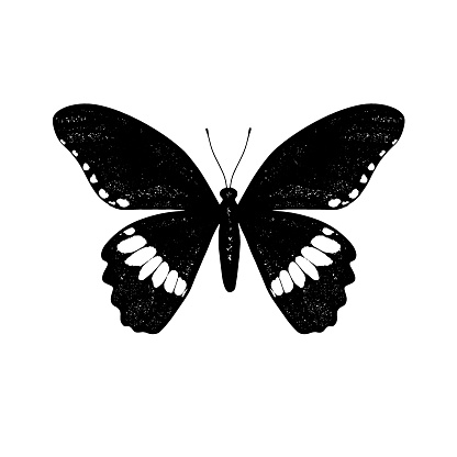 Tropical butterfly Papilio Polytes (Swallowtail, Common Mormon). Hand drawn insects. Vector sketch detailed illustration.
