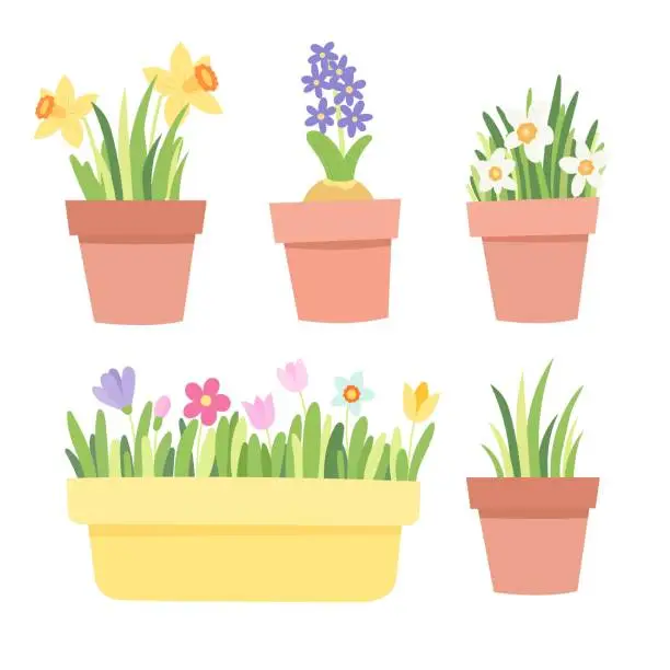 Vector illustration of Flowers in pots