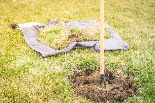 istock Preparing a site for planting a young tree on a green lawn. Sod cut for planting a tree 1452431302