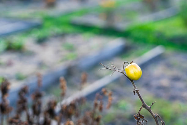 A lonely yellow tomato hanging on a dry branch