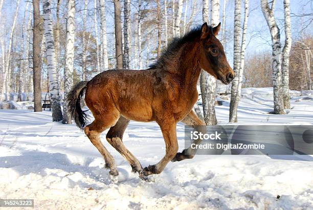 Jovem Cavalo Gallops Rápido - Fotografias de stock e mais imagens de Animal - Animal, Animal de Estimação, Ao Ar Livre