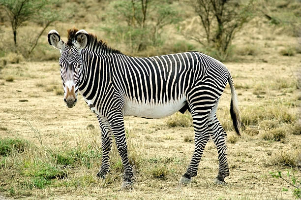 istock Grevy zebra in the desert 145243226