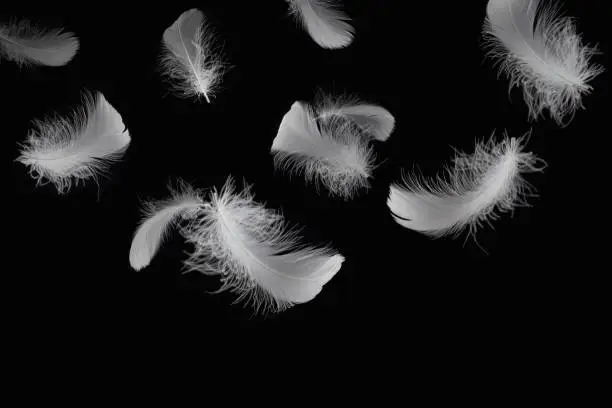 Abstract White Bird Feathers Falling in The Air. Feathers on Black Background.