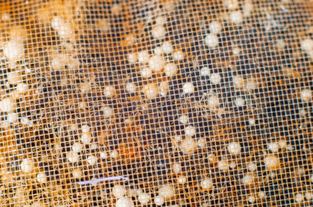 istock Activated carbon mixed with white balls for filling the filter, macro shot 1452432381