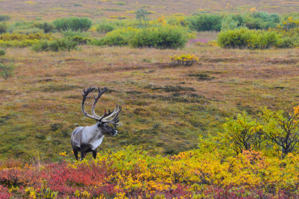 Caribou male in Denali National park autumn colorful