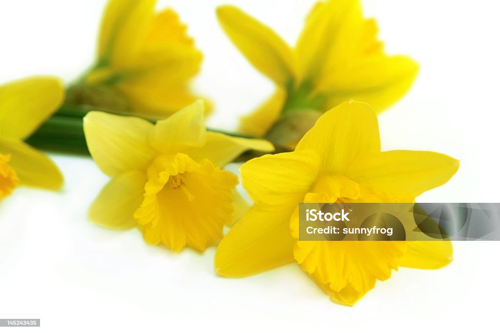 bouquet de amarelo Narciso - Royalty-free Amarelo Foto de stock