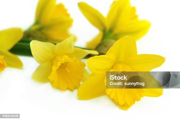 Bouquet De Amarelo Narciso - Fotografias de stock e mais imagens de Amarelo - Amarelo, Beleza, Botânica - Ciência de plantas