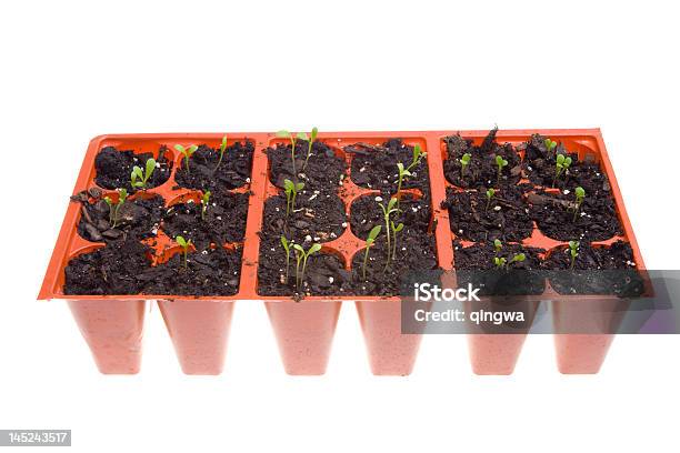 Vista Lateral Margarida As Plantas Rebento De Nassas Isolado No Fundo Branco - Fotografias de stock e mais imagens de Tabuleiro para germinação