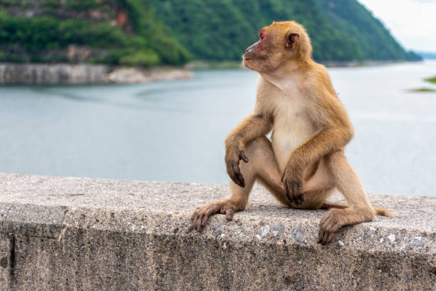 Portrait monkey lives in a natural forest of Thailand. Portrait monkey lives in a natural forest of Thailand. animal penis stock pictures, royalty-free photos & images