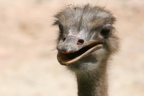 istock african two-toed ostrich - close-up portrait 145243569