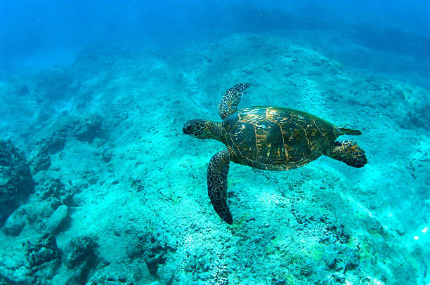 tartaruga in pericolo d'estinzione - specie in pericolo destinzione foto e immagini stock
