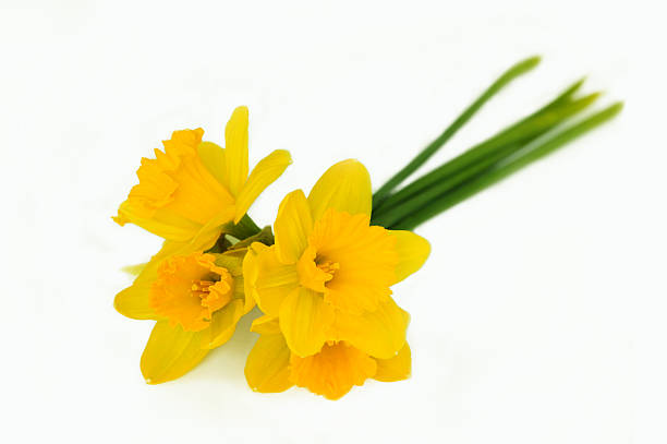istock bouquet of yellow narcissus 145243811