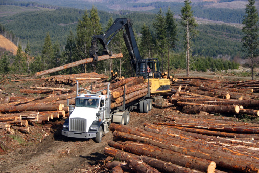 logging in pacific northwest