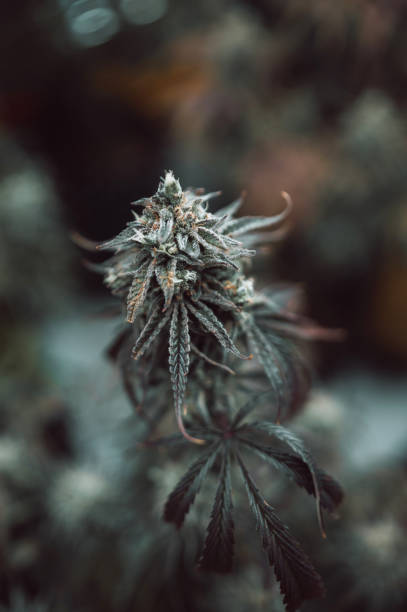 istock Close-up of a marijuana flower 1452439213