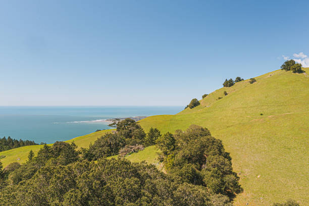 istock Old centennial trees and blue sky in north of San Francisco 1452440125