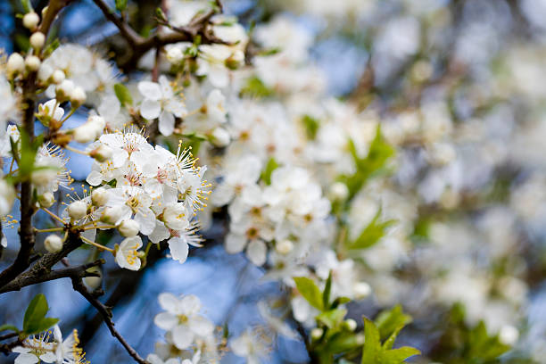 Plum blossom stock photo