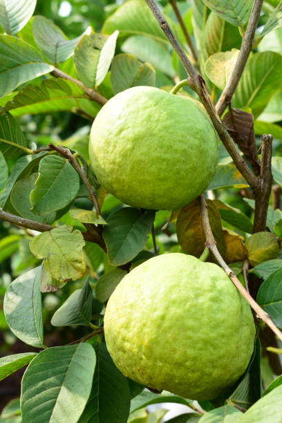 istock Fresh guava fruit with green leaf on the tree 1452440884