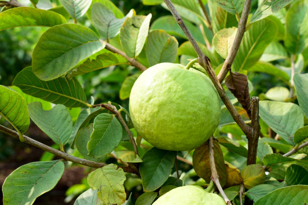 istock Fresh guava fruit with green leaf on the tree 1452440917