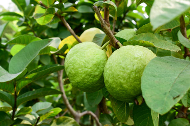 istock Fresh guava fruit with green leaf on the tree 1452440994