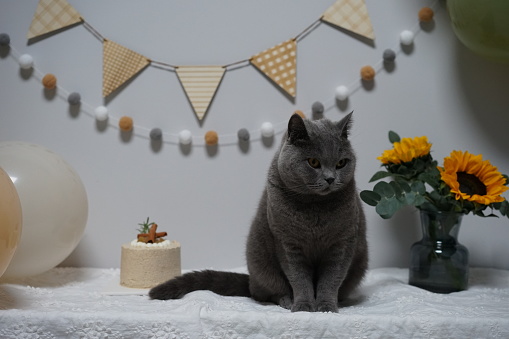 A studio shot of a black cat isolated on a white background holding a birthday cake with a lit candle.
