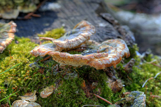 Fungus stock photo