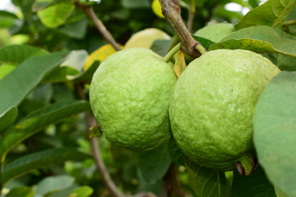istock Fresh guava fruit with green leaf on the tree 1452441761
