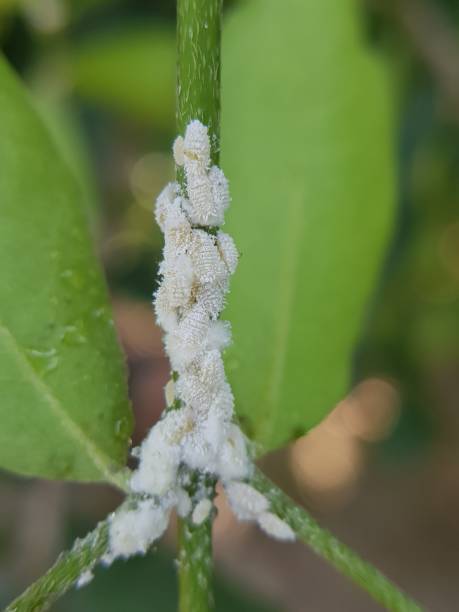 wollläuse auf acerolakirschfrucht - scale insect stock-fotos und bilder