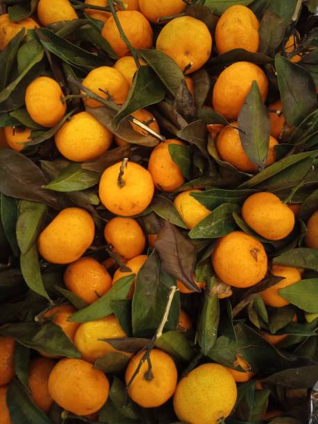 mandarin oranges