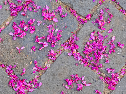 Spring blossom petals covering the sidewalk in Rome Italy