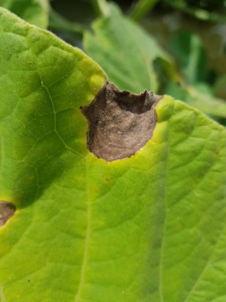 symptoms of anthracnose on bottle gourd caused by colletotrichum gloeosporioides in the field - colletotrichum imagens e fotografias de stock