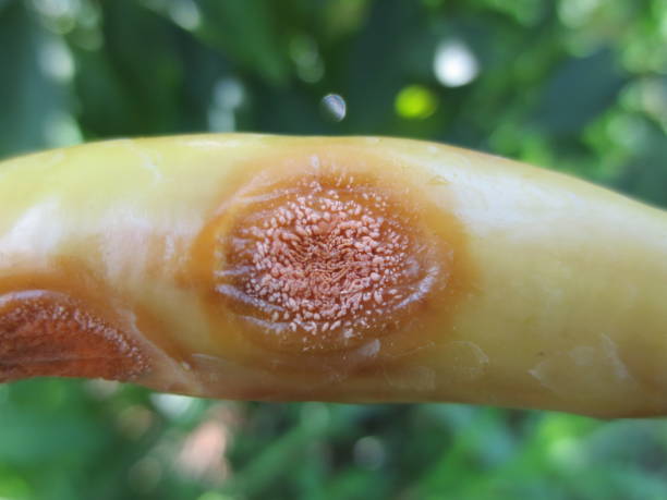 enfermedad de la antracnosis causada por la especie colletotrichum en la fruta del chile en viet nam. - colletotrichum fotografías e imágenes de stock