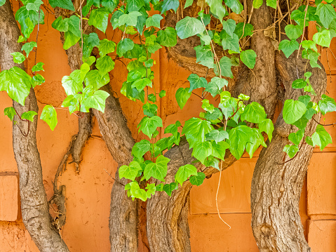 Boulevard trees by a rustic wall in Rome Italy