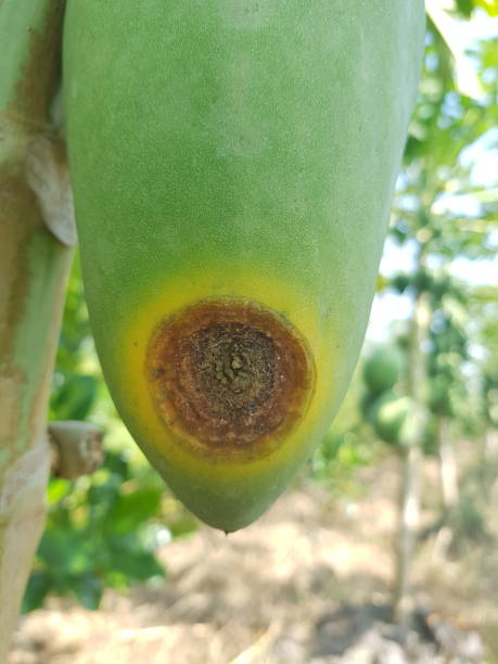 enfermedad de la antracnosis (colletotrichum gloeosporioides) en la fruta de la papaya - colletotrichum fotografías e imágenes de stock